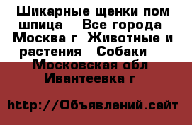 Шикарные щенки пом шпица  - Все города, Москва г. Животные и растения » Собаки   . Московская обл.,Ивантеевка г.